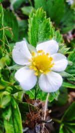 Close-up of white flowers