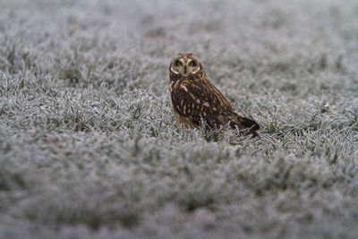 Close-up of a bird on field