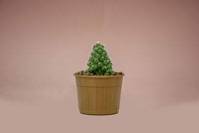 Close-up of potted plant against white background