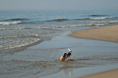 Dog on beach