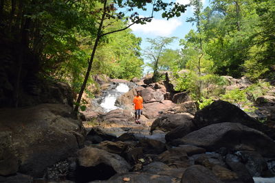 Trees on rocks