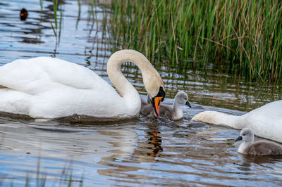 Swans swimming in lake