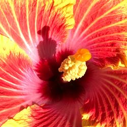 Close-up of hibiscus blooming outdoors