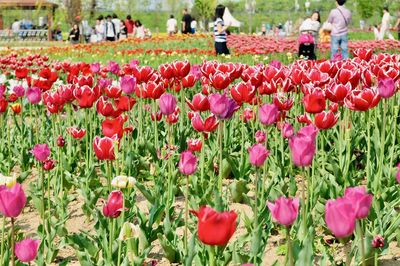 Close-up of pink tulips in park