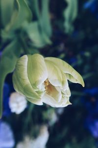 Close-up of flower blooming outdoors