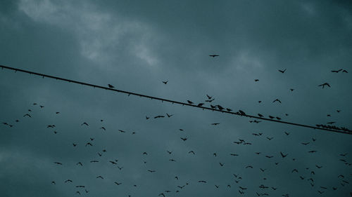 Low angle view of birds flying against sky
