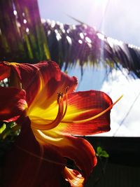 Close-up of red flower