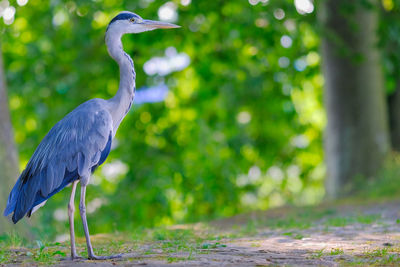 Heron gray standing in nature