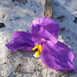 Close-up of yellow flower