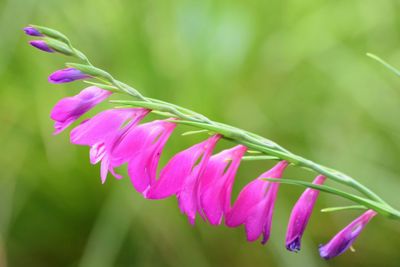 Close-up of pink flowering plant