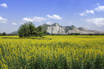 Scenic view of oilseed rape field against sky