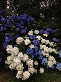 Close-up of hydrangea flowers