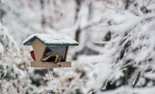 Close-up of bird perching on birdhouse during winter