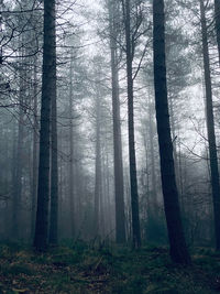 Misty woodlands