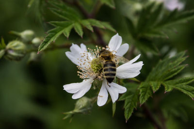 Close-up of bee on white flower