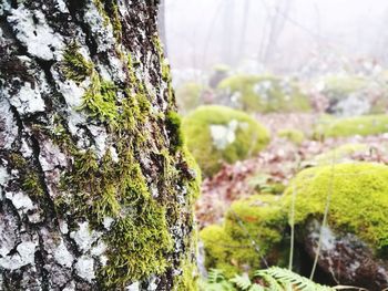 Close-up of moss growing on tree trunk