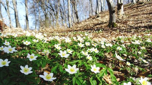 White flowering plants on field