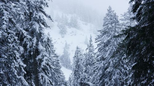 Snow covered trees in forest during winter