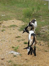 Full length of a dog running on field