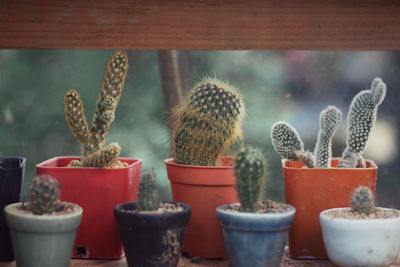 Close-up of potted plants