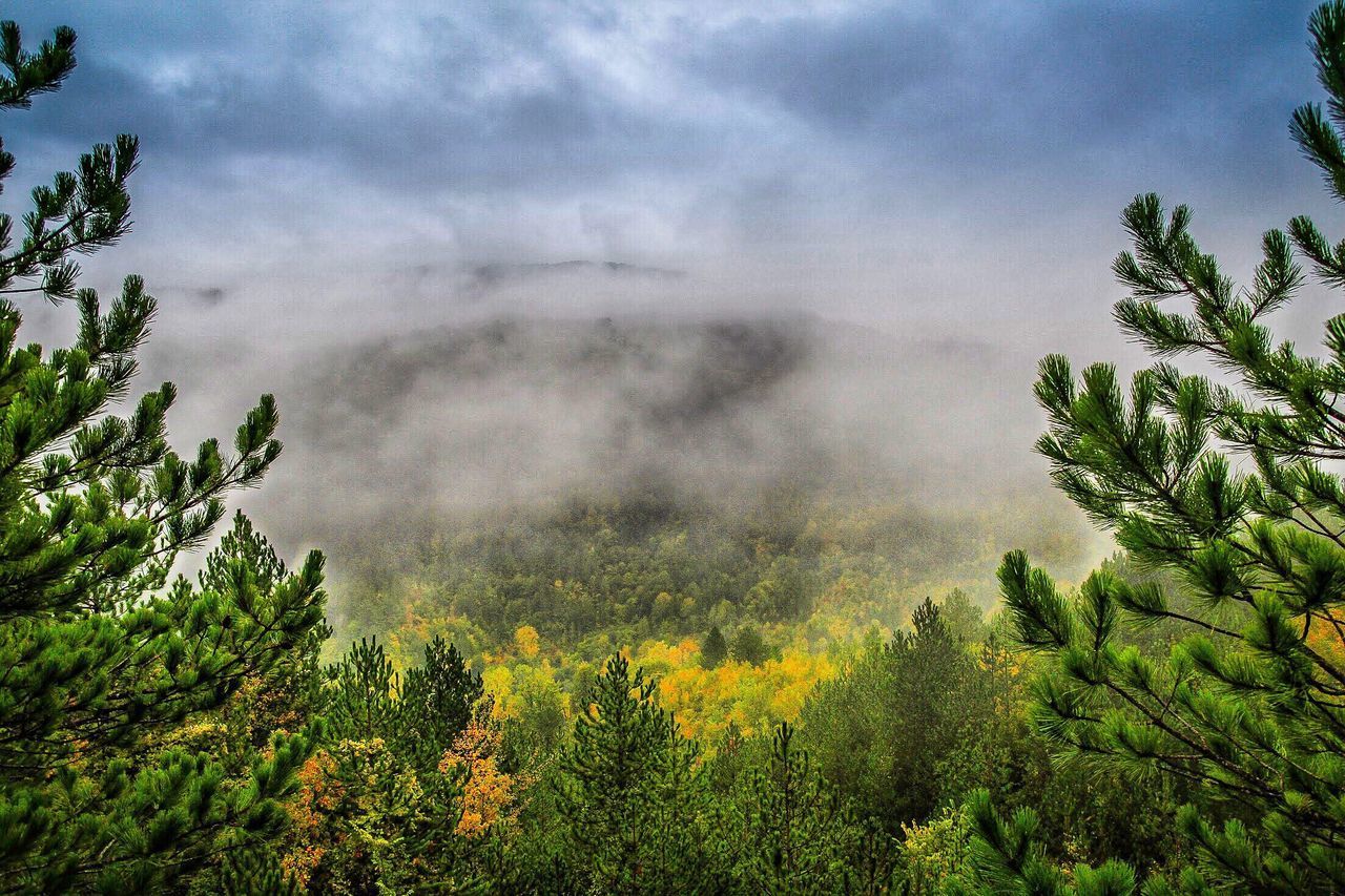 SCENIC VIEW OF TREES AGAINST SKY