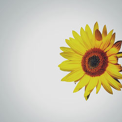 Close-up of flower over white background