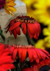 Close-up of red flowering plant
