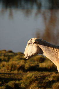 Close-up of an animal