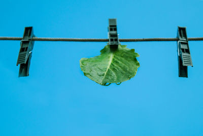 Low angle view of clothespins hanging against blue sky