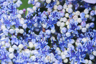 Full frame shot of purple flowering plants