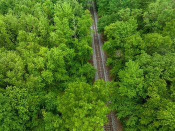 Trees in forest