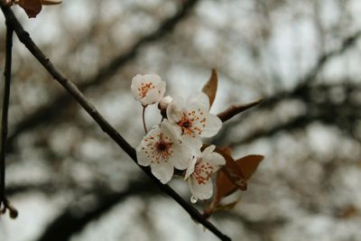 Close-up of cherry blossoms in spring