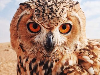 Close-up portrait of owl