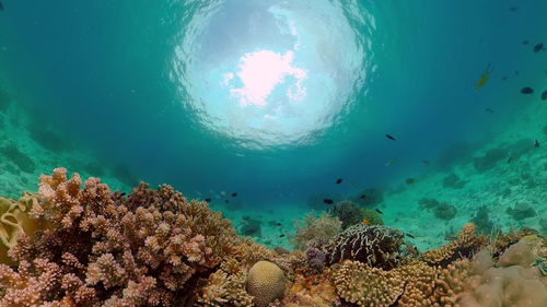 Fish swimming in sea