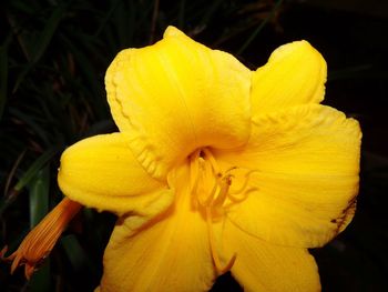 Close-up of yellow day lily blooming outdoors