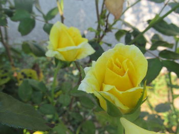 Close-up of yellow flower blooming outdoors