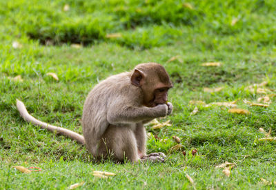 Lion sitting on field