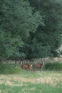 Horses in a field