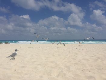 Birds flying over beach against sky
