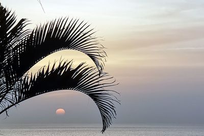 Palm tree by sea against sky during sunset