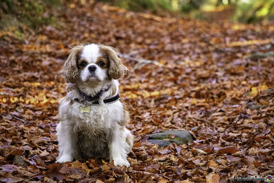 Portrait of dog on field during autumn