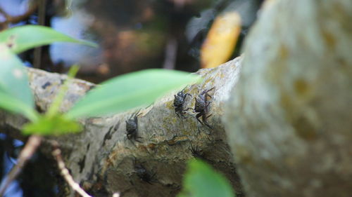 Close-up of moss on tree trunk