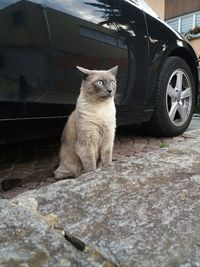 Cat sitting on a car