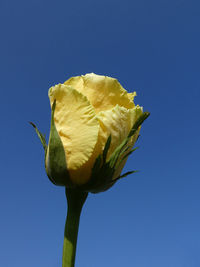 Close-up of flower against clear blue sky