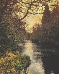 Scenic view of river in forest against sky