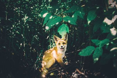 Portrait of fox amidst plants in forest