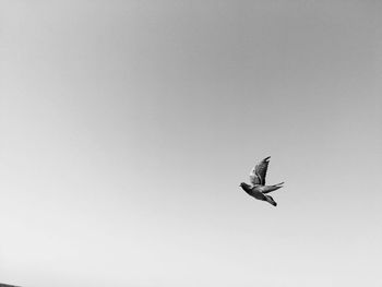 Low angle view of a bird flying against clear sky