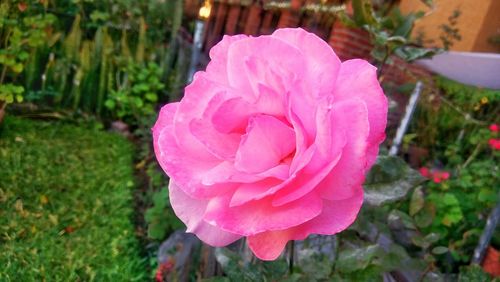 Close-up of pink flower blooming outdoors