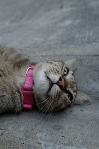 Close-up of a cat lying on floor