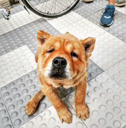 High angle portrait of dog standing on footpath